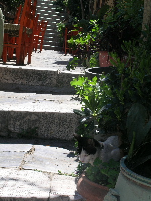 cat