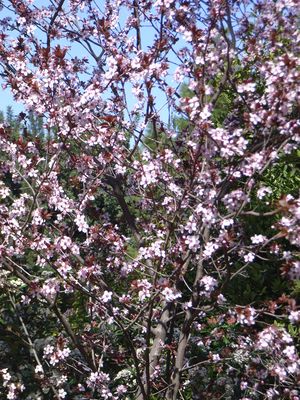 almond