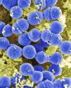 streptococcus