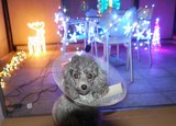 サクラのクリスマス(小)
