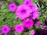 ピンクの花集団