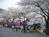 hana2