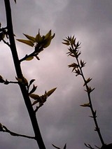 74d251b6.jpg