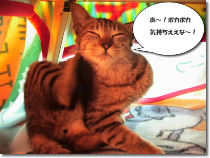 くつろぎのひと時