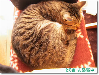 �뿲��