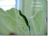 ����Ҥ����鿩����