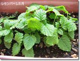 レモンバーム5月