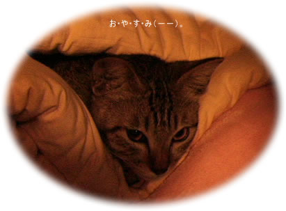 おやすみにゃ〜