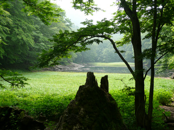 秘湯・蔦温泉周囲の幻想的な沼