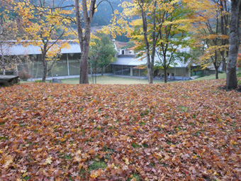 仙寿庵の庭園の落葉の絨毯