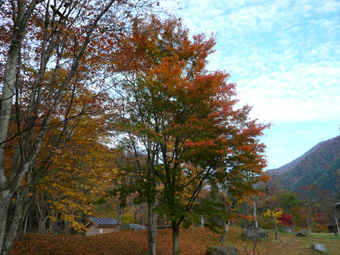仙寿庵の庭の紅葉