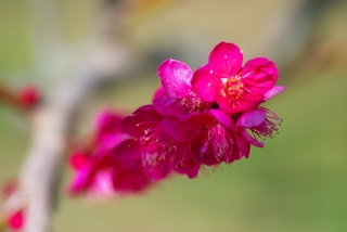 ume