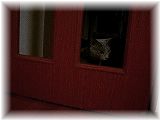 なーちゃん