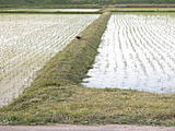 ade66a8b.jpg
