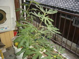 P1040048