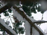 キバシリ