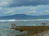 馬と海