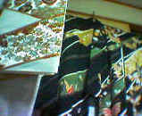 20050816012757.jpg