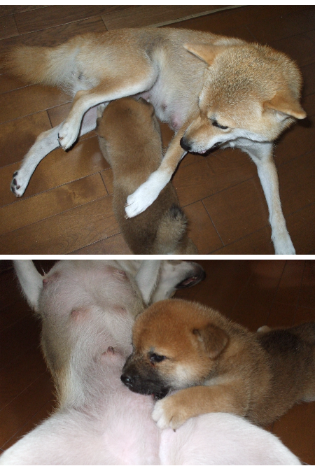 レッド2