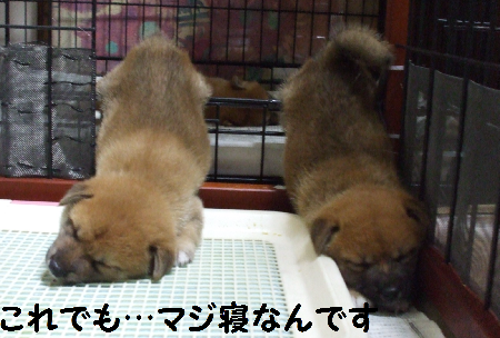 変な寝姿
