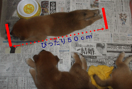 ちょうど50cmです
