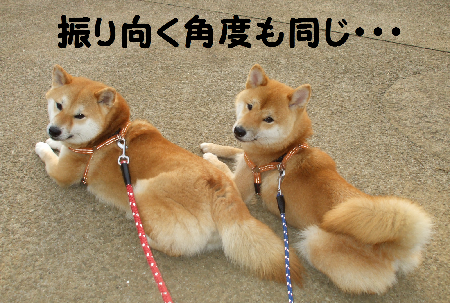 ���ä���ƻң�