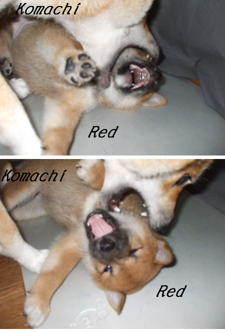 レッド2