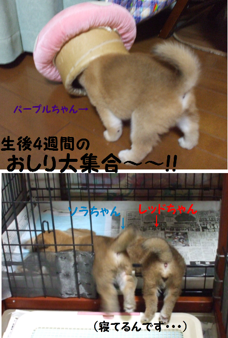 おしりスペシャル!!