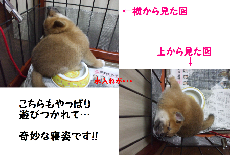 クウちゃんの寝姿