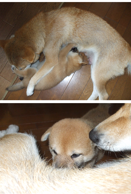 つくね2