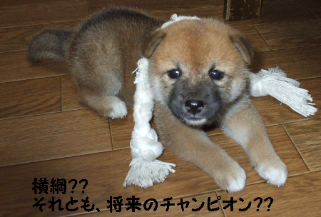 横綱レッドちゃん