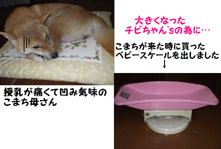 こまち&スケール