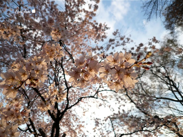 �����쥶����