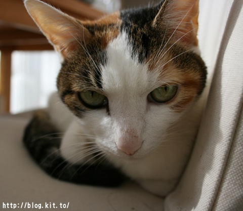ねここ4