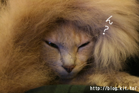 ライオン2