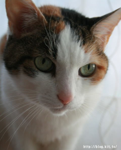 ねここ1