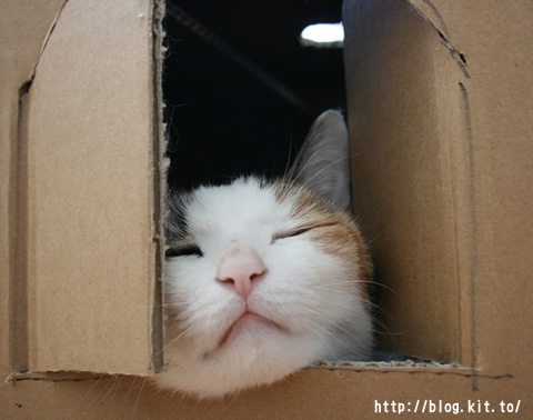ねここ71