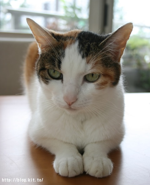ねここ5