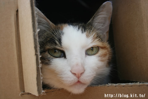 ねここ72