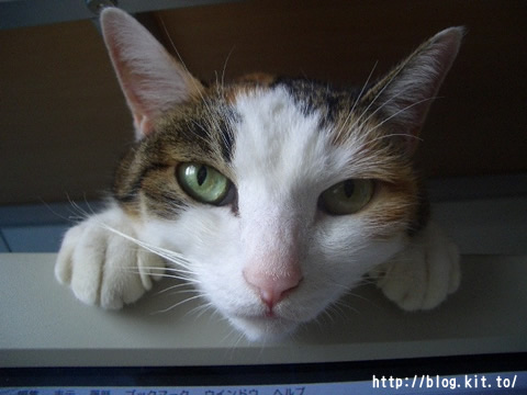 ねここ6