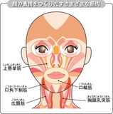 表情筋