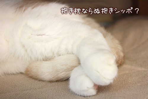 �������ʤ���������åݡ�