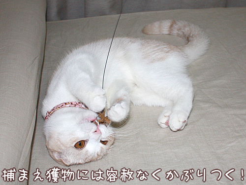捕まえ獲物には容赦なくかぶりつく!