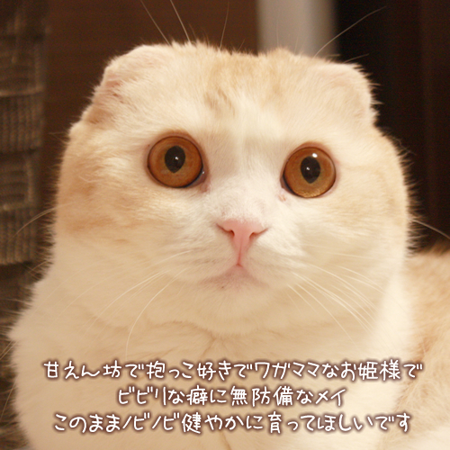 ���ΤޤޥΥӥΥӷ�䤫�˰�äƤۤ����Ǥ�