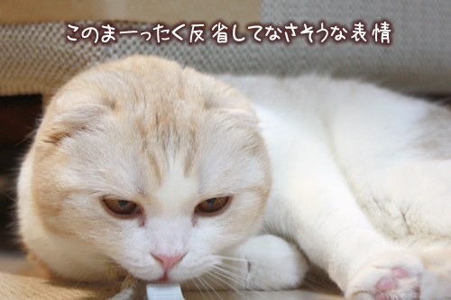 ���Τޡ��ä���ȿ�ʤ��Ƥʤ�������ɽ��