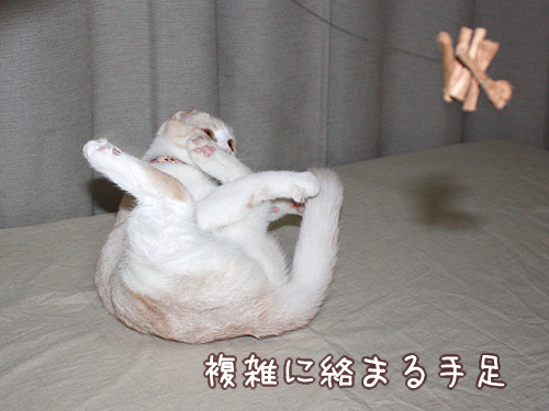 複雑に絡まる手足