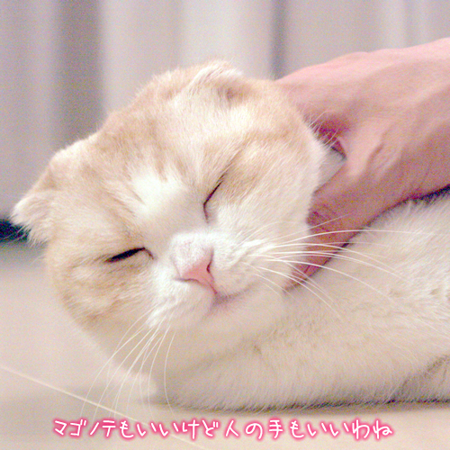 �ޥ��ΥƤ⤤�����ɿͤμ�⤤�����