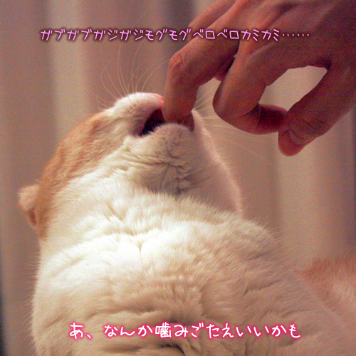 �����ʤ󤫳��ߤ�������������