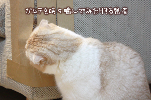 ����Ƥ��������Ǥߤ��ꤹ�붯��