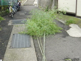 �ݼ裲